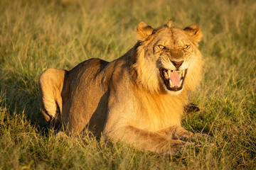 Male lion exhibits Flehmen response on grass