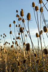 Chardons s&eacute;ch&eacute;s 