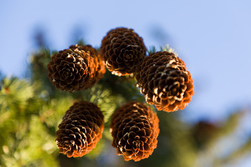 Pommes de pins vu de dessous