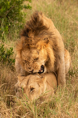 Male lion growls while mating in grass