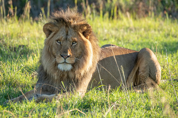 Male lion lies eyeing camera at dawn