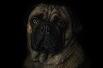 Pug face (1)