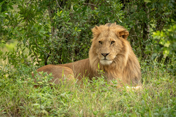 Male lion lies in bushes turning head