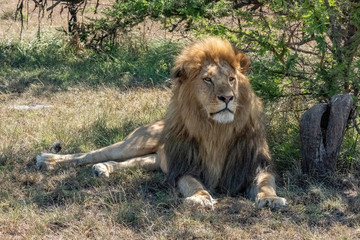 Male lion lies in shade raising head