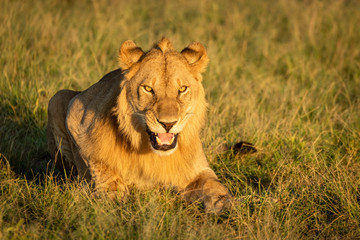 Male lion lies on grass facing camera