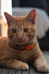Un gato naranja mira algo curiosamente