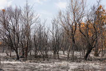 Dry trees burnt from fire inside tropical rainforest in summer.
