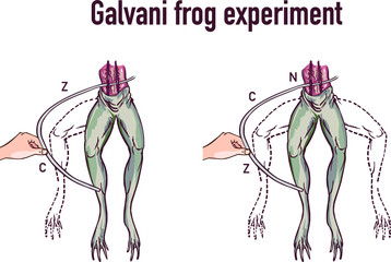 Galvani experiment with frog legs vector illustration