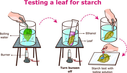 Testing a leaf for starch vector illustration © corbacserdar