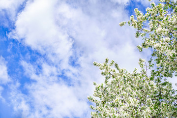 Apple tree branches with white flowers on a background of blue cloudy sky.