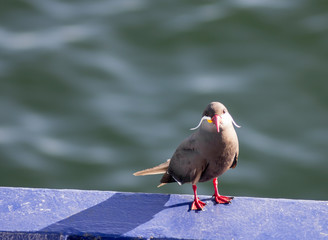 Inca Tern birds on the vessel