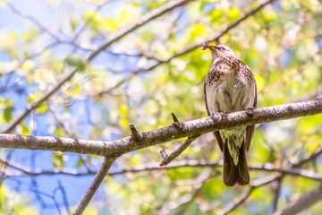 Fieldbird sits on a branch with a worm in its beak. Fieldfare, Turdus pilaris.