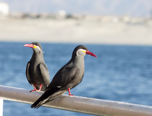 Inca Tern birds on the vessel