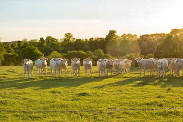 Charolais cattle