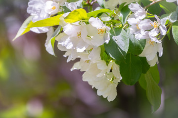 White blossoming apple trees. White apple tree flowers
