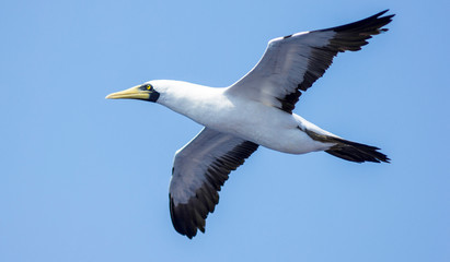 Fototapeta na wymiar seagulls in flight over the sea against the sky
