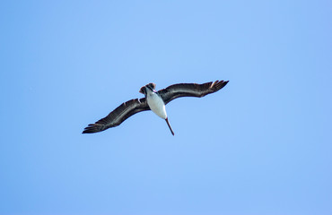 seagulls in flight over the sea against the sky