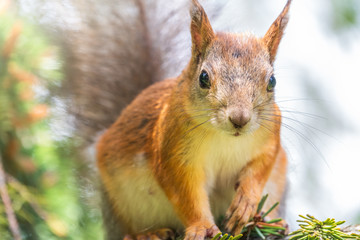The squirrel sits on a fir branches in the spring or autumn. Portrait of a squirrel on a tree.