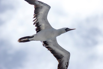 seagulls in flight over the sea against the sky