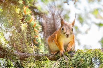 Naklejka na ściany i meble The squirrel sits on a fir branches in the spring or autumn. Squirrel on branches in a beautiful sunset light