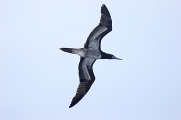 seagulls in flight over the sea against the sky