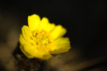 영원한 행복 슬픈추억이라는 꽃말을 가진 이른 봄의 노란 꽃잎의 복수초꽃