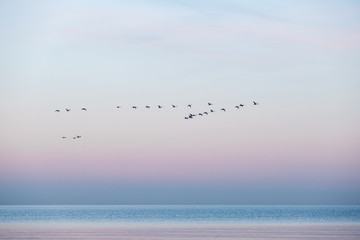 Minimalistic seascape of the baltic sea at sunrise with a flock of whooper swans crossing the water and beautiful colors, Sehlendorf, Schleswig-Holstein, Northern Germany
