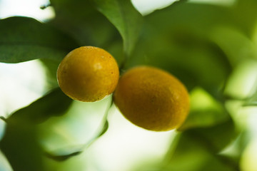 순결과 친애라는 꽃말을 가진 가지에 달린 노란 작은 귤 두개