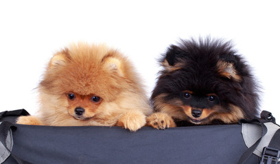 Dog breed pomeranian spitz