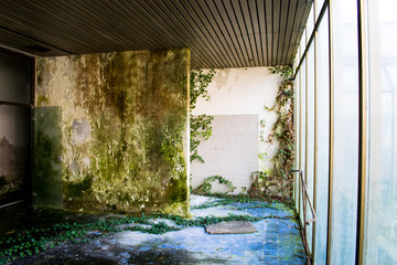 Poison ivy growing on a mossy wall. Big windows. Blue tiles. Interior room. This was once a...