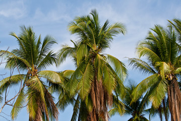 Fototapeta na wymiar Cocos Palmen in Costa Rica