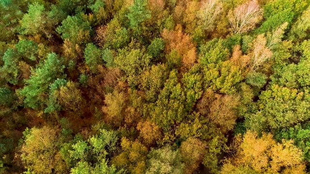 Flying over the Beautiful Autumn Forest of Dwingelderveld, Top Down Shot, Drenthe, Netherlands / Holland &ndash; 4K Drone Footage