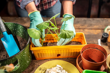 hands of a young woman watering pelargonium flower at home