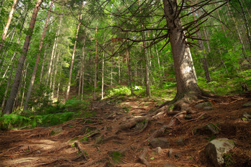 vivid colorful fairy tale forest highland landscape summer time season sun light green foliage picturesque nature scenic environment in Carpathian mountains