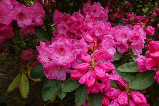 Close-up of beautiful blooming pink rhododendron or azalea flowers