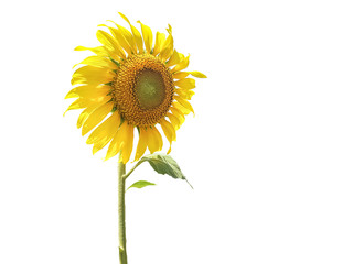 Sunflower in the garden select background