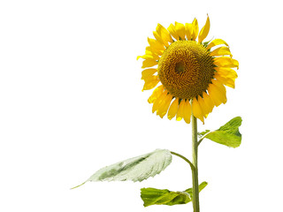 Sunflower in the garden select background