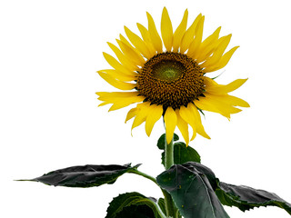 Sunflower in the garden select white background