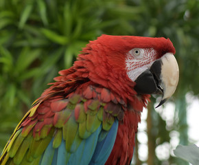Red macaw parrot with aggressively pressed crest