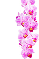 Fototapeta premium Row of orchid flowers, frame for greeting card isolated on white background