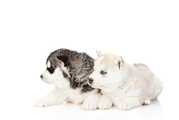 two husky puppies lie next to each other isolated on a white background