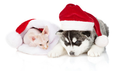 Fototapeta na wymiar Little kitten and husky puppy isolated on white in santa hats