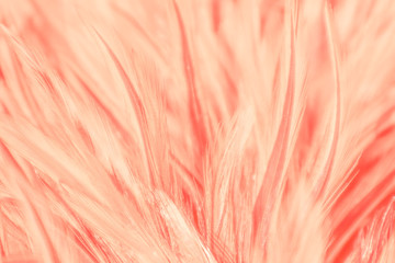 Beautiful abstract colorful white and pink feathers on white background and soft white feather texture on white pattern and light pink background valentine day