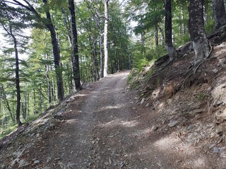 Road in the mountains with pine trees around