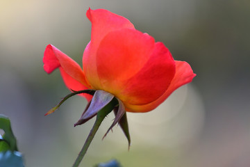 横浜山手に咲く赤いバラ
