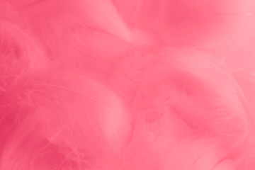 Fototapeta premium Beautiful abstract colorful white and pink feathers on white background and soft white feather texture on white pattern and light pink background valentine day