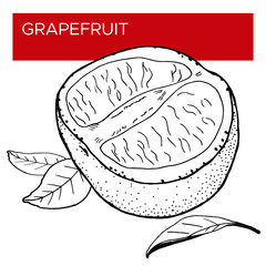 Vector illustration of grapefruit. Hand drawing. The image of juicy tropical fruits creates a summer mood. Great for decorating menus and healthy foods.