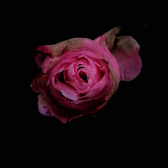 pink rose on black background