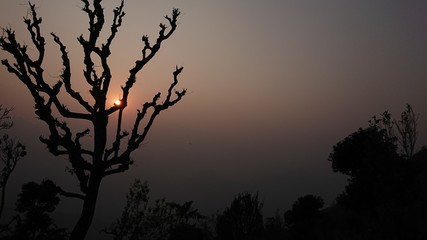 naked tress and a sunset 