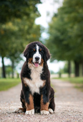 Bernese mountain dog puppy outside. So cute and small bernese puppy.	